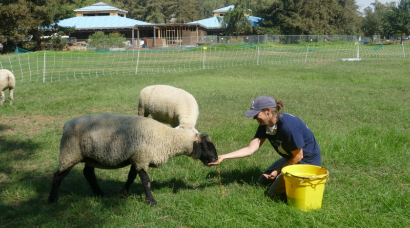 Sheep graze UC Davis lawn in experiment