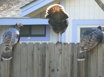 Davis turkeys celebrate Thanksgiving
