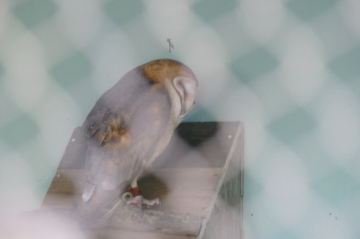 California Raptor Center rehabilitates wildlife going on 50th Anniversary